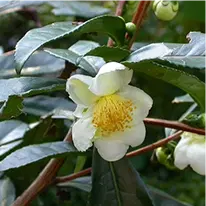 Camellia sinensis in the Metabo Drops ingredient set