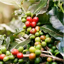 Chlorogenic Acid in the Metabo Drops ingredient set